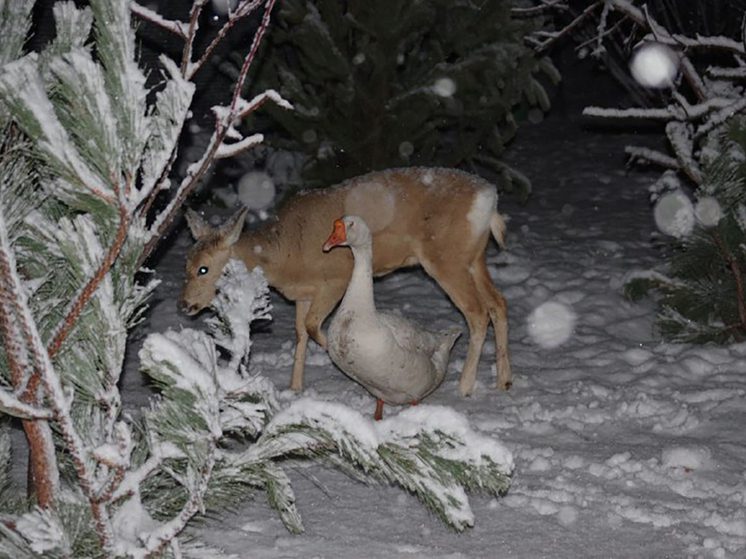 Ставропольский реабилитационный центр примет в дар непроданные ёлки