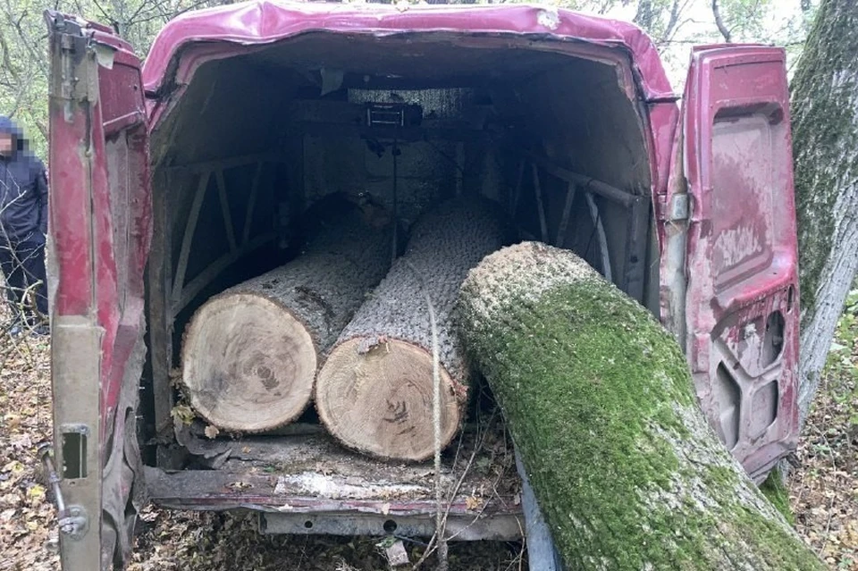 Уголовное дело после вырубки дубов на 2,5 млн рублей возбудили на Ставрополье0