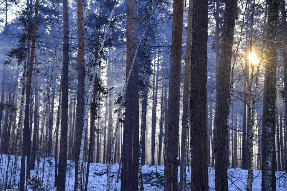 В 2026 году на Ставрополье займутся восстановлением лесополос0