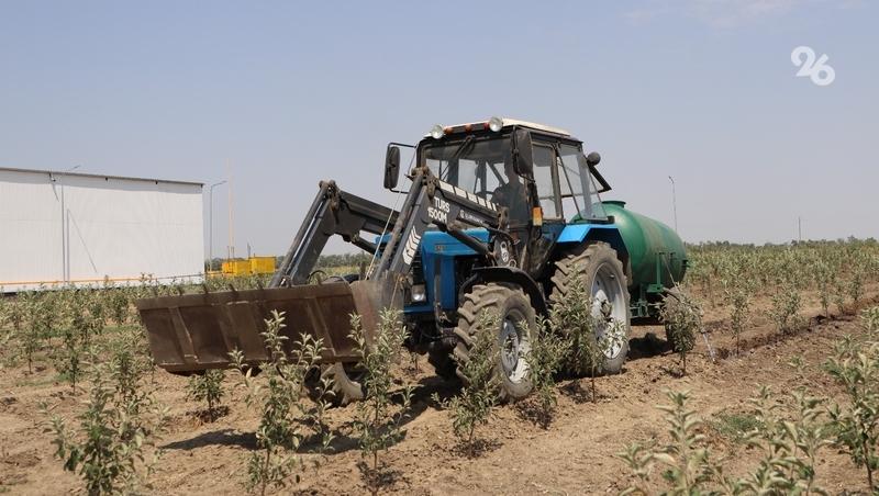 В 2026 году на Ставрополье заложат 250 га плодовых садов