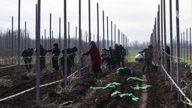 В 2026 году на Ставрополье заложат 250 га плодовых садов