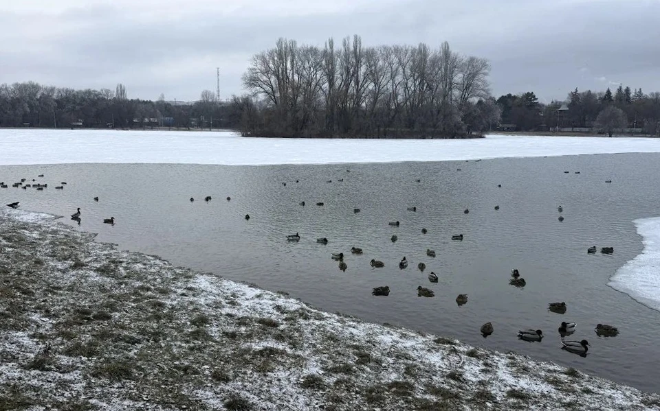 В дикой природе в России не встречается: Ессентуки посетила уникальная птица0