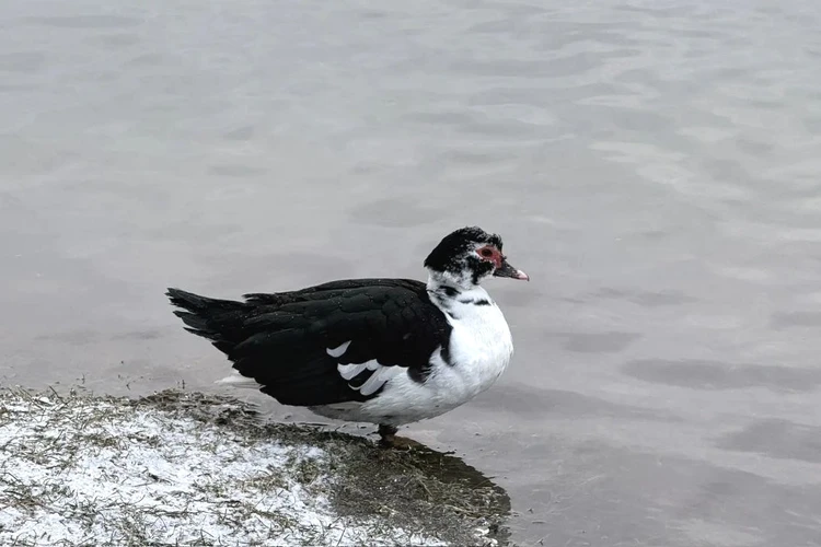 В дикой природе в России не встречается: Ессентуки посетила уникальная птица1