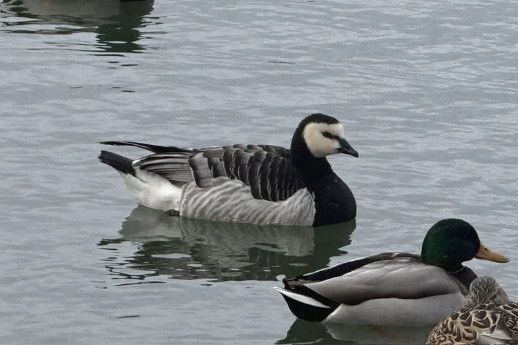 В дикой природе в России не встречается: Ессентуки посетила уникальная птица2