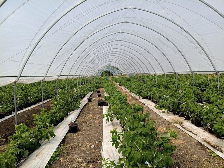 В Ипатовском округе Ставрополья 5 сотен жителей улучшили жизнь благодаря соцконтрактам