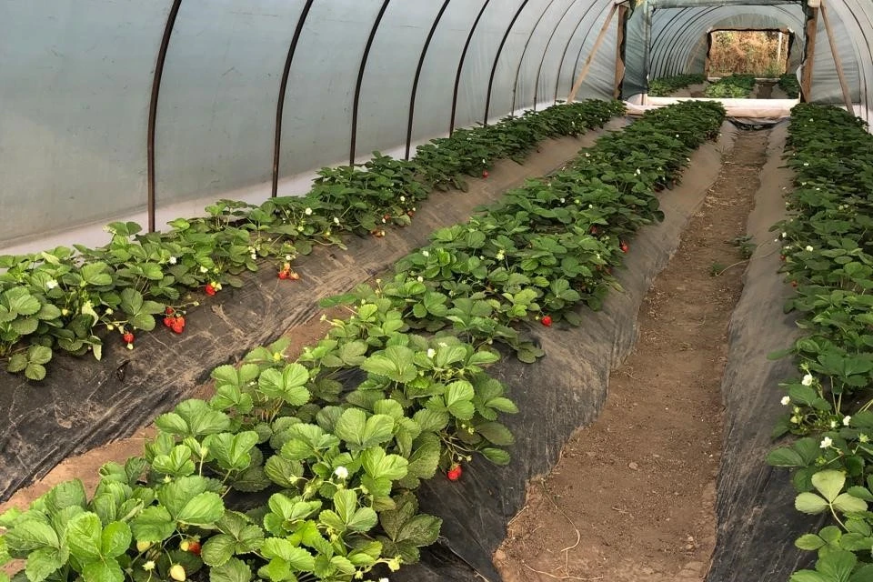 В Ипатовском округе Ставрополья за пять лет заключили свыше 500 соцконтрактов0