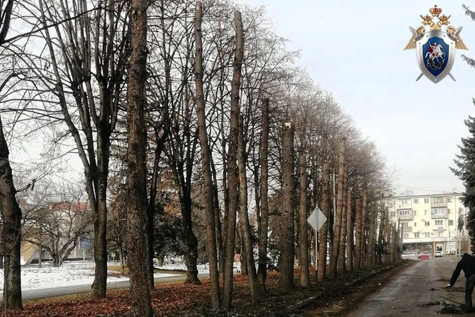 В Кабардино-Балкарии возбудили уголовное дело после вырубки 32 елей в Нальчике0