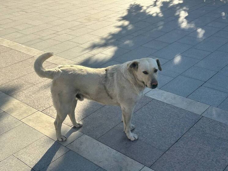 В Кисловодске на отлов бездомных собак в 2025 году направили 3 млн рублей