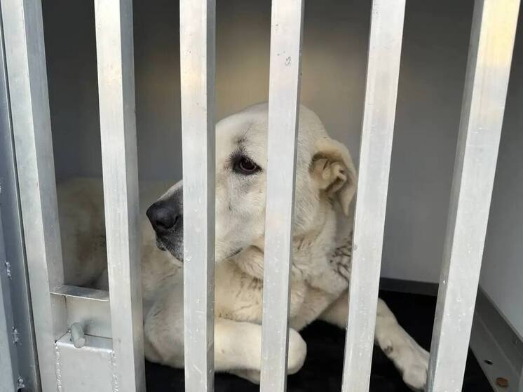 В Кочубеевском округе проходит плановый отлов безнадзорных животных