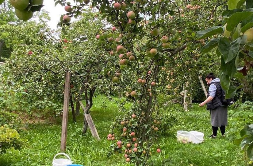 Валаам вместо Турции: зачем айтишники и топ-менеджеры едут сажать картошку в монастыре8