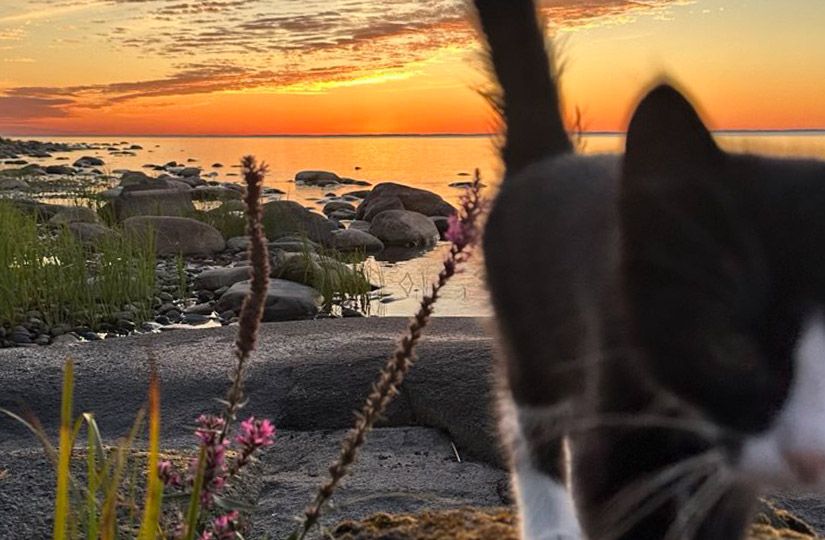 Валаам вместо Турции: зачем айтишники и топ-менеджеры едут сажать картошку в монастыре11