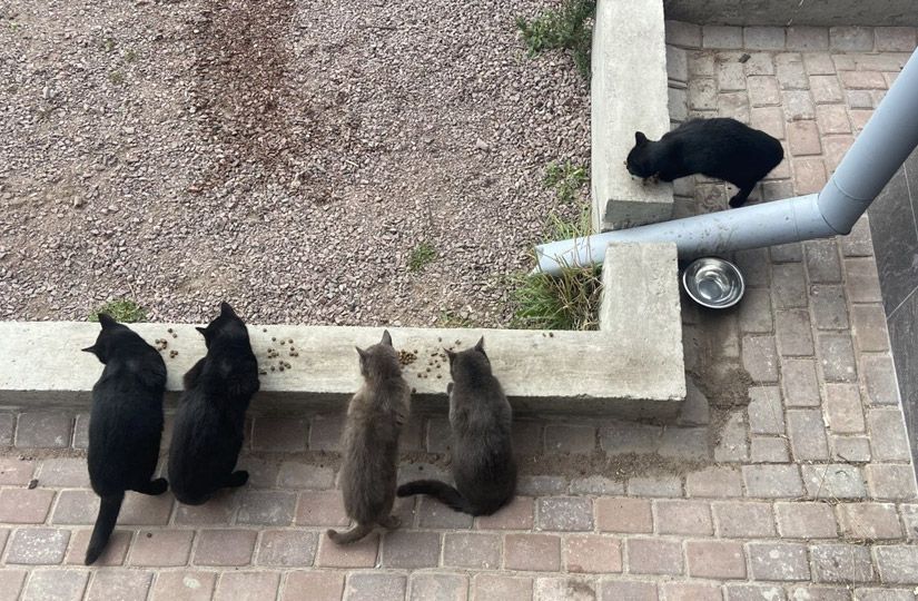 Валаам вместо Турции: зачем айтишники и топ-менеджеры едут сажать картошку в монастыре10