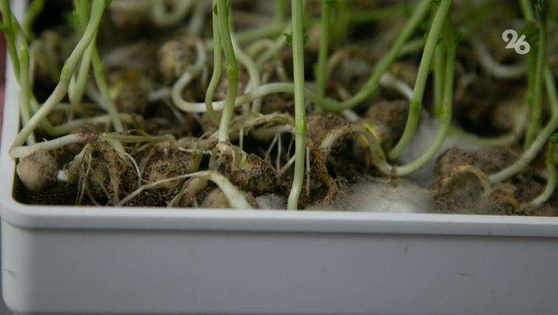 97% посевов озимых на Ставрополье после морозов находятся в хорошем состоянии