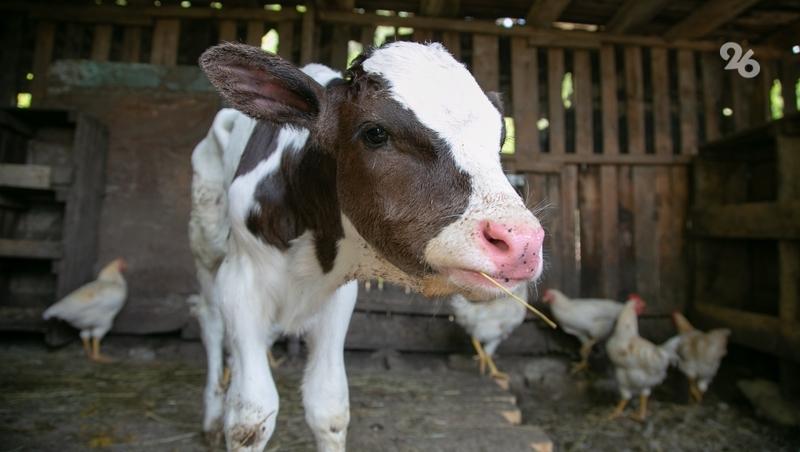 Аграрии Ставрополья получат господдержку на развитие селекций и скотоводства