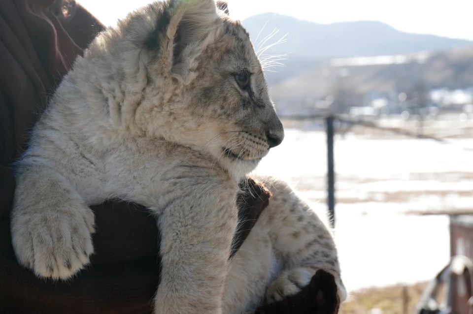 Белый лев, тигры, лигры: редчайших хищников можно увидеть в «Долине тигров Архыз»0