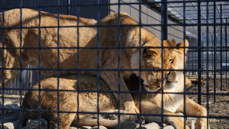 Белый лев, тигры, лигры: редчайших хищников можно увидеть в «Долине тигров Архыз»2