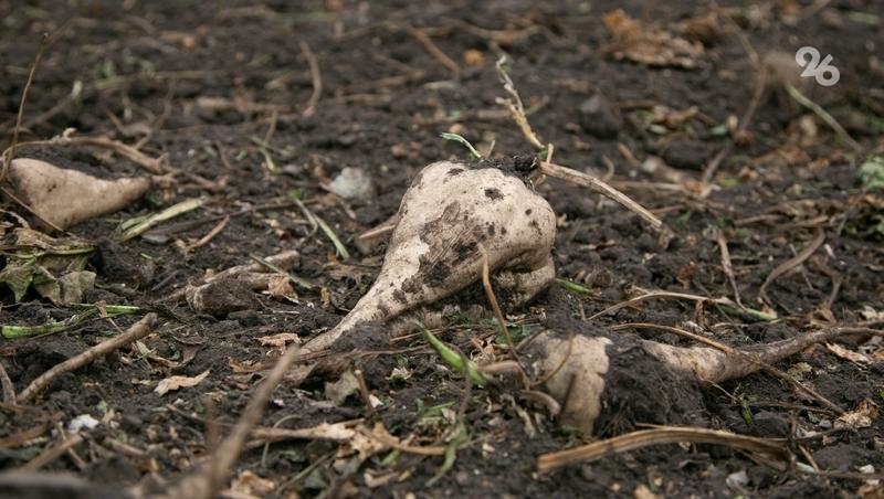 Более 40 тыс. га предстоит засеять аграриям Кочубеевского округа