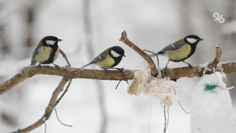 Дети Предгорья сделали кормушки для птиц и передали эстафету сверстникам из ЛНР