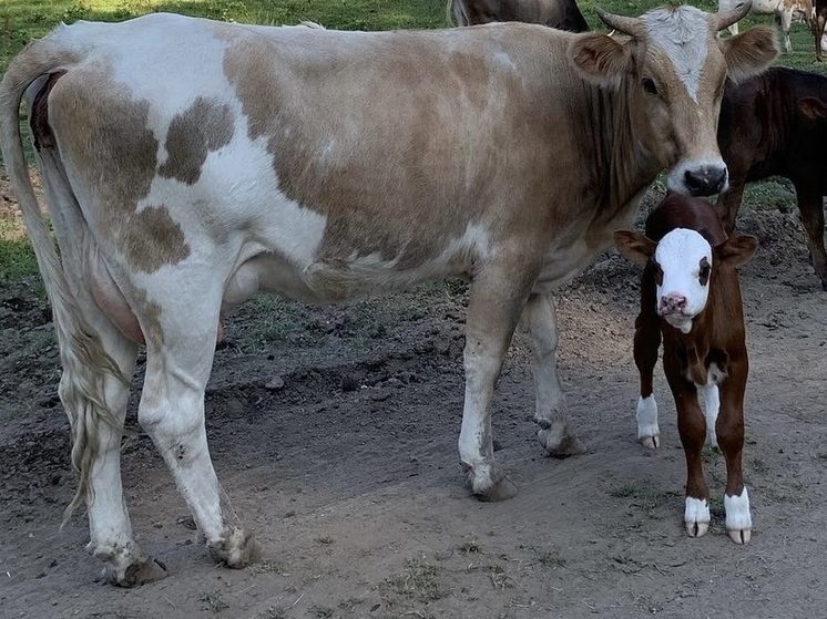 Экспорт продукции АПК со Ставрополья в 2025 году превысил 594 млн долларов