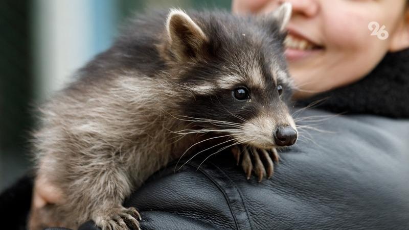 Еноты в Железноводске облюбовали тёплые трубы для ночлега