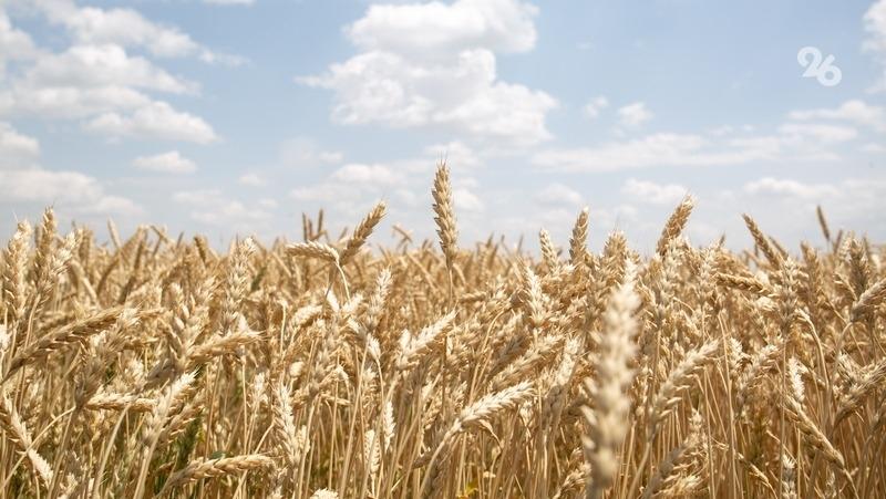 Фермера обвиняют в хищении 1,6 млн субсидий на сельское хозяйство на Ставрополье