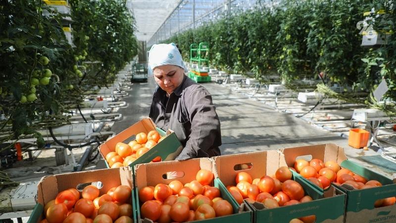 Глава Ставрополья поделился в Москве успехами садоводства и овощеводства в крае
