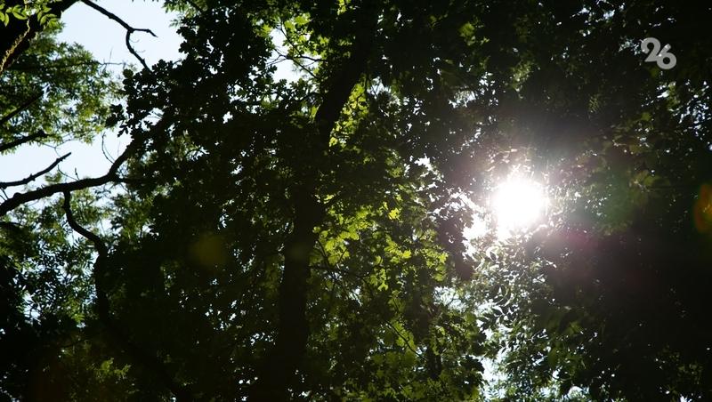 Губернатор Ставрополья: в 2026 году в крае высадят 54 га новых лесов