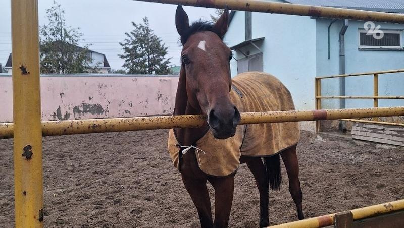 «Легендарное место»: от кого зависит дальнейшая судьба Пятигорского ипподрома?