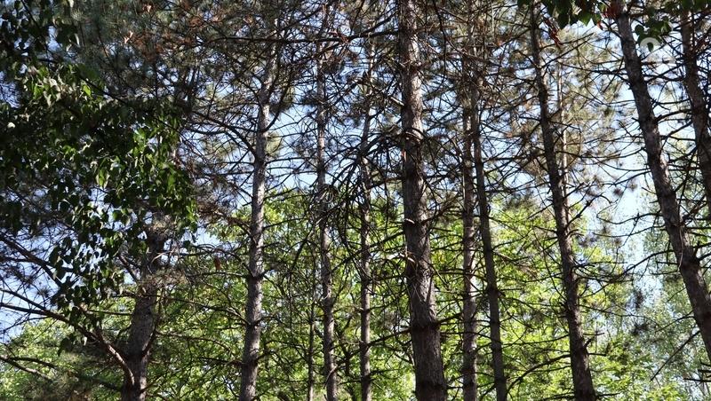 Лесополосу на Доваторцев в Ставрополе очистят после прямой линии губернатора