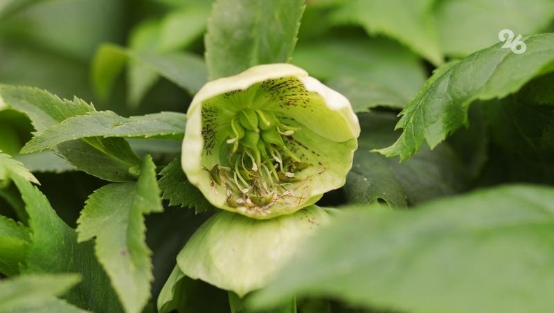 Минприроды Ставрополья призывает не покупать первоцветы у уличных торговцев