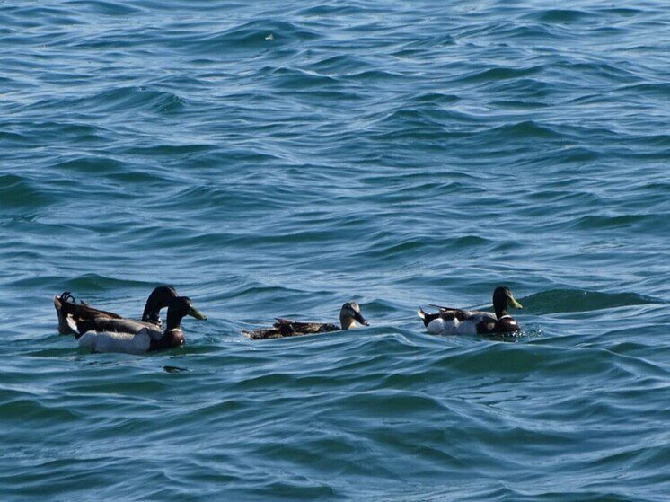На Ставрополье 25 охотников сдали экзамен по новым правилам