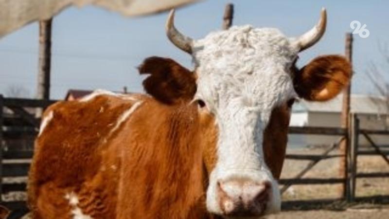 На Ставрополье надоили почти 600 тыс. тонн молока за год