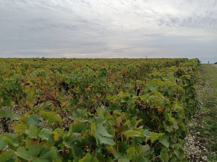 На Ставрополье провели обрезку виноградников на 700 га