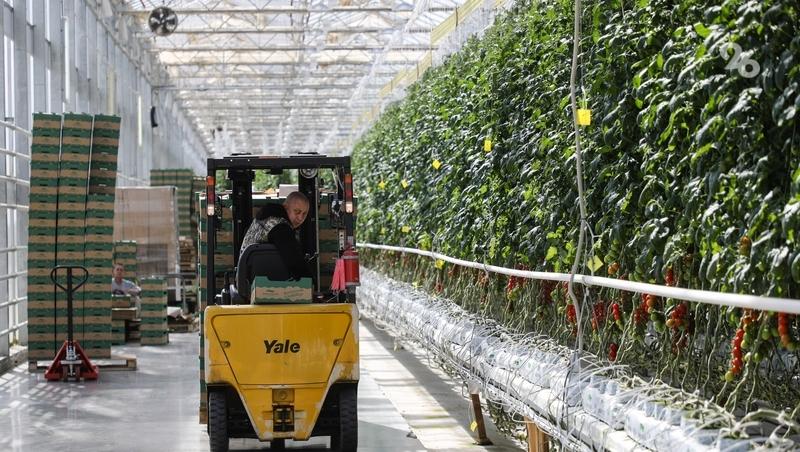 На Ставрополье с начала 2026 года собрали более 6 тыс. тонн тепличных овощей