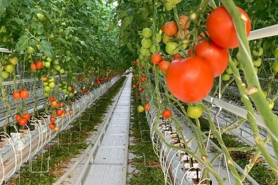 На Ставрополье с начала года собрали более шести тысяч тонн тепличных овощей0