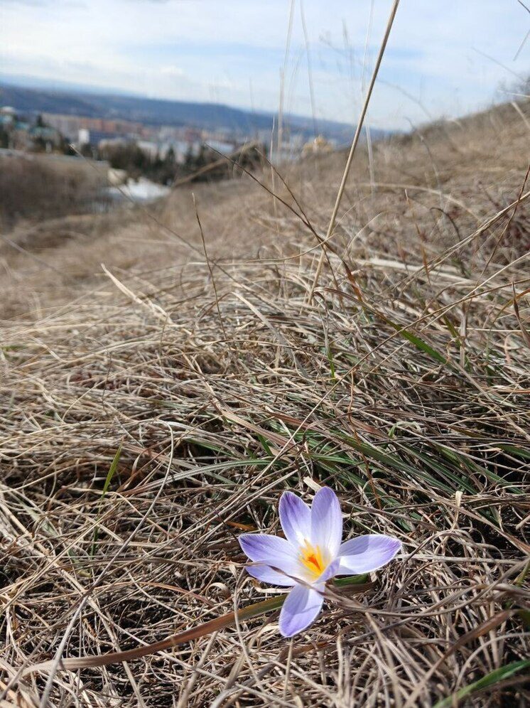 На Ставрополье в середине февраля зацвели первоцветы
