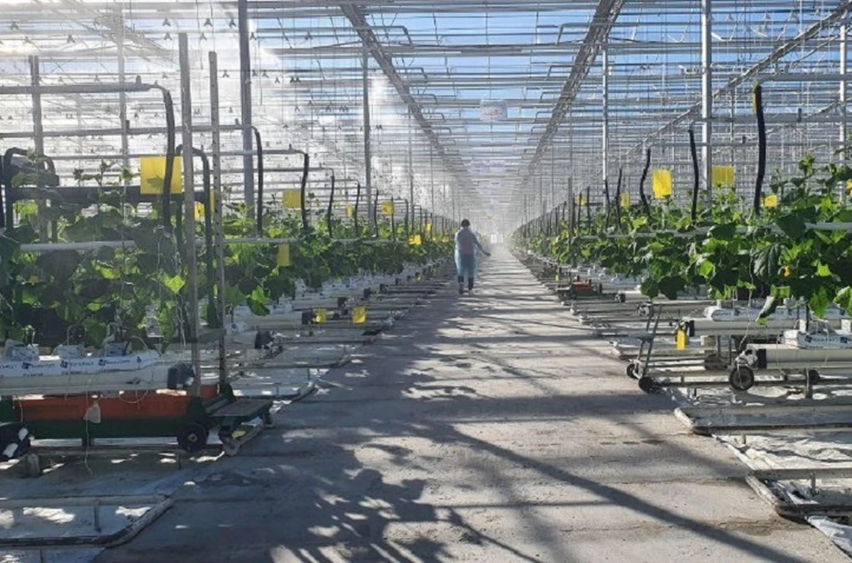 Новый тепличный комплекс построят в Предгорном округе Ставрополья0