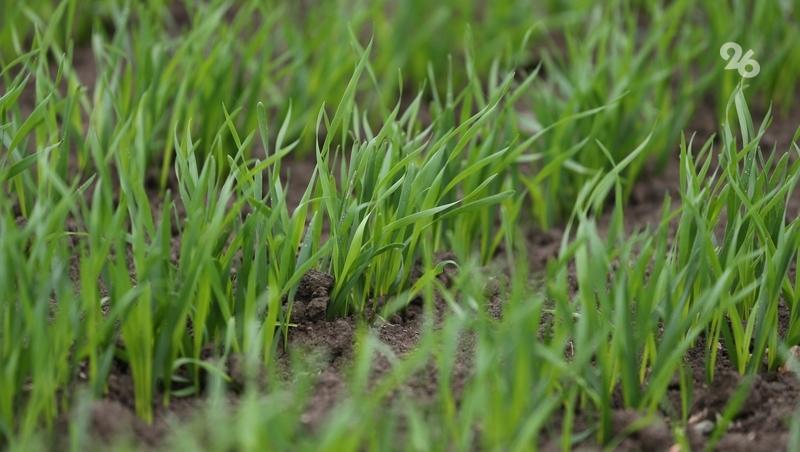 Озимые в Нефтекумском округе находятся в хорошем и удовлетворительном состоянии