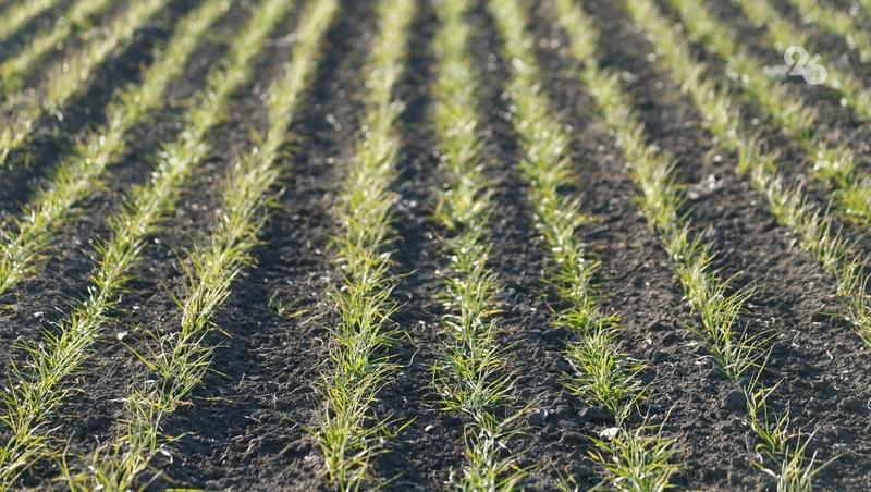 Первая азотная подкормка озимого клина стартовала на Ставрополье