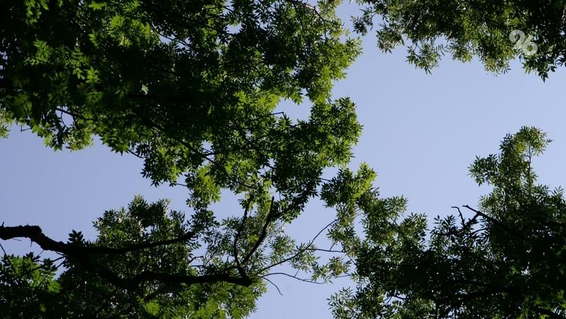 Пять лесов Ставрополья оснастят системами видеонаблюдения за пожарами