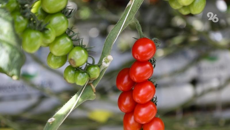 Поддержку малого агробизнеса на Ставрополье нарастят на 30% &mdash; губернатор