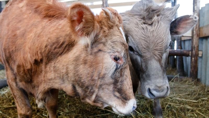 Поголовье крупного рогатого скота наращивают на Ставрополье
