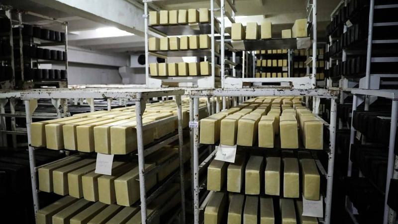 Рецептуру полезного твёрдого сыра разрабатывают на Ставрополье