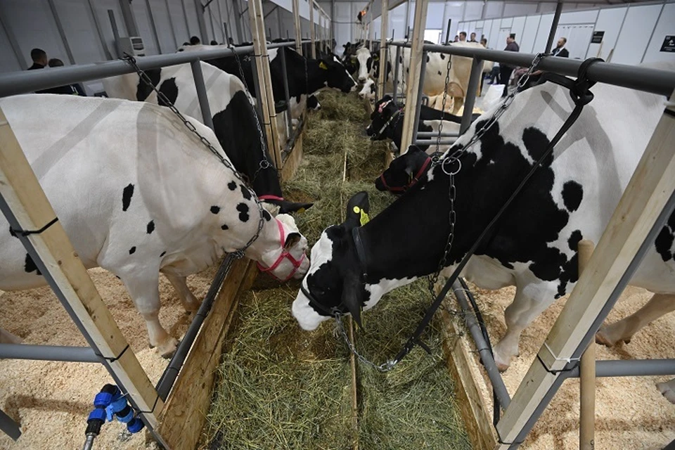 Семь тысяч центнеров корма заготовили в округе на Ставрополье для зимовки скота0