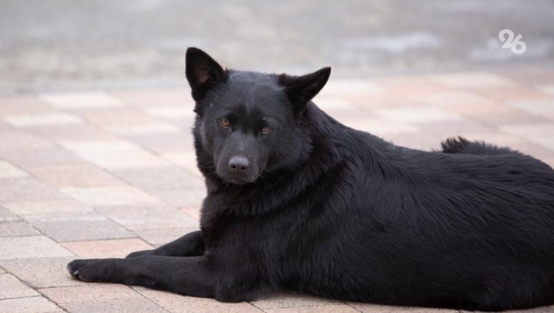 Семья из Заветного добивается компенсации после нападения собаки на ребёнка