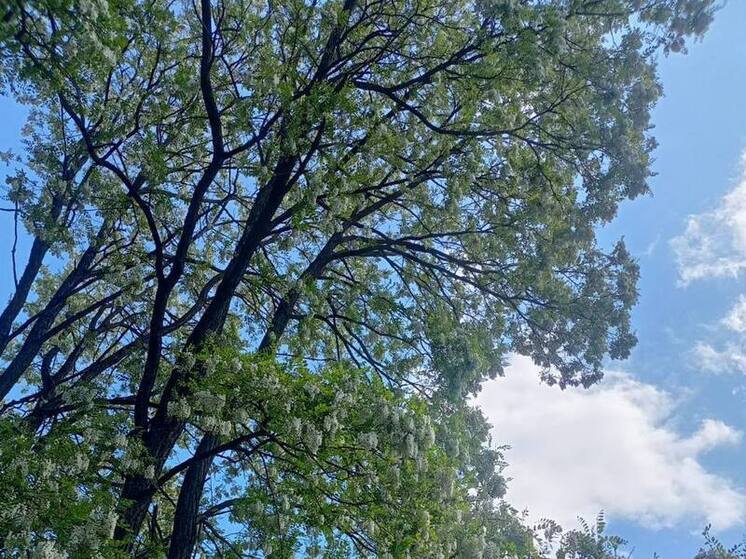 Северная Осетия отправит 1200 саженцев для восстановления лесов в подшефном районе Запорожской области