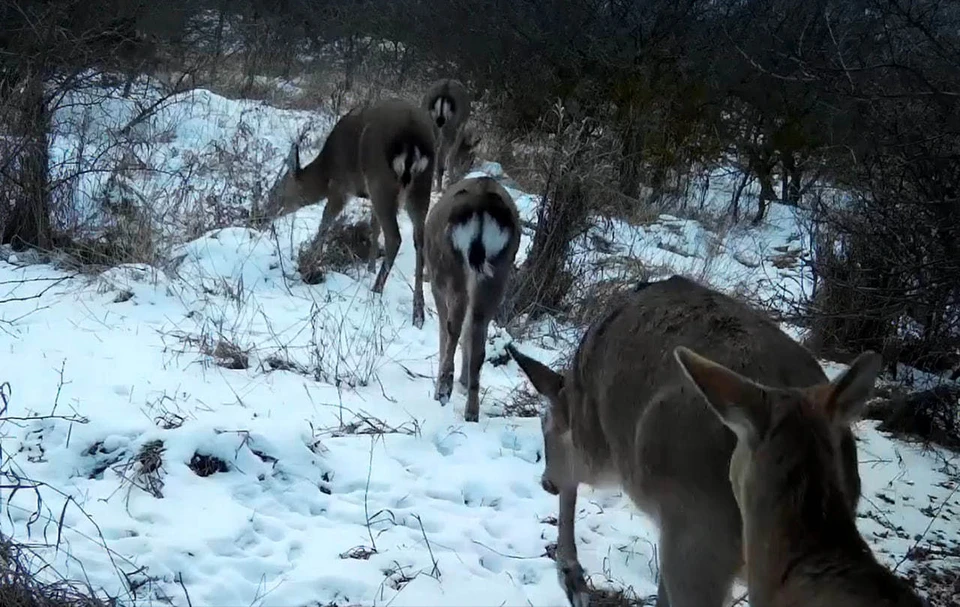 Стадо пятнистых оленей засняла фотоловушка на Ставрополье0