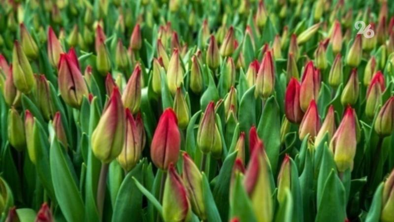 Ставрополь готовится высадить почти 900 тыс. цветов к тёплому сезону