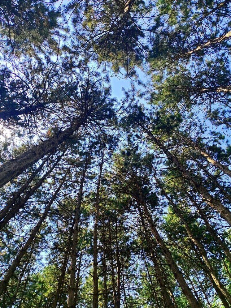 В Чечне шесть человек заблудились в лесу