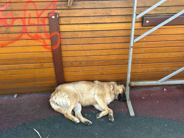 В Черкесске продолжают отлов безнадзорных животных: с начала года поймано 25 собак